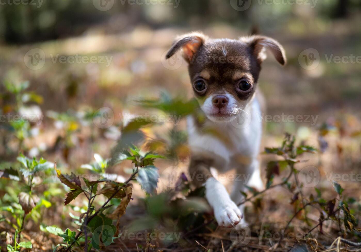 Sunny Day with a Chihuahua Puppy photo