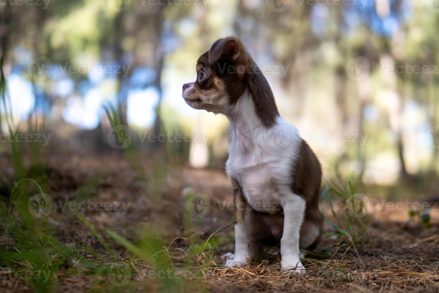 Chihuahua Puppy Close-up photo