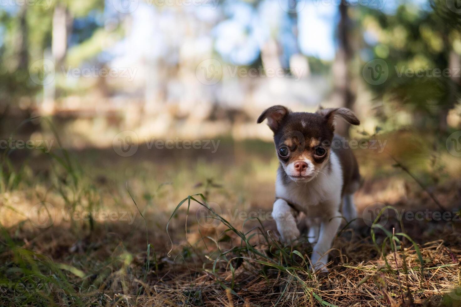 Chihuahua Puppy Close-up photo