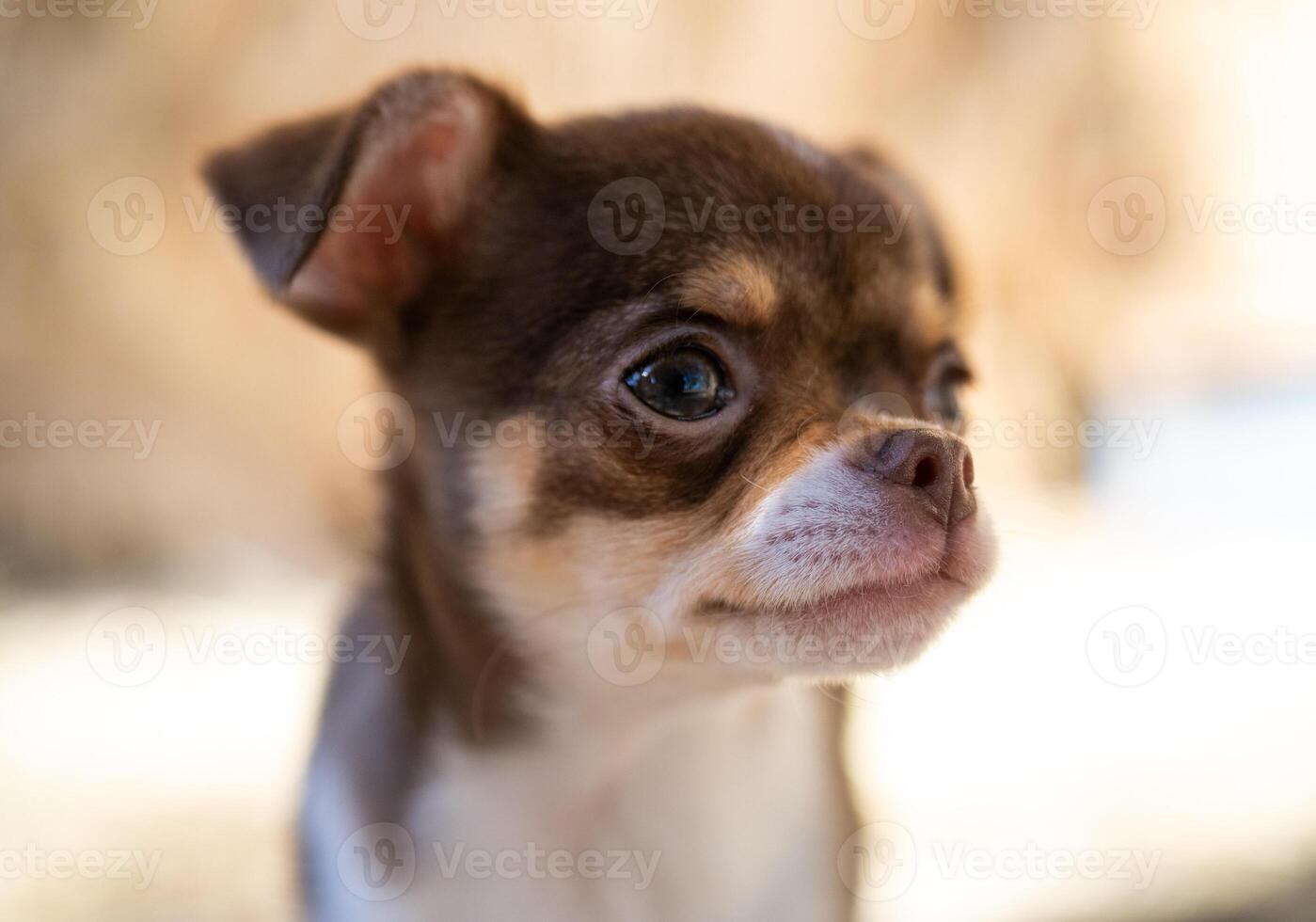 Pensive Chihuahua Puppy Profile photo