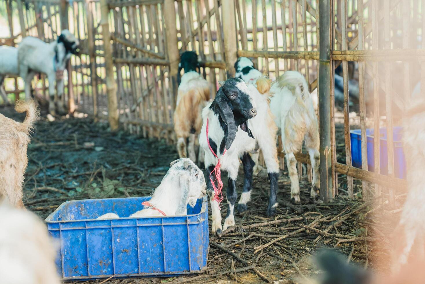 goat in the farm photo