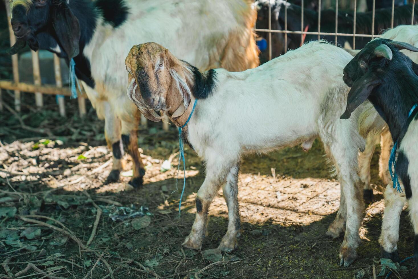 goat in the farm photo