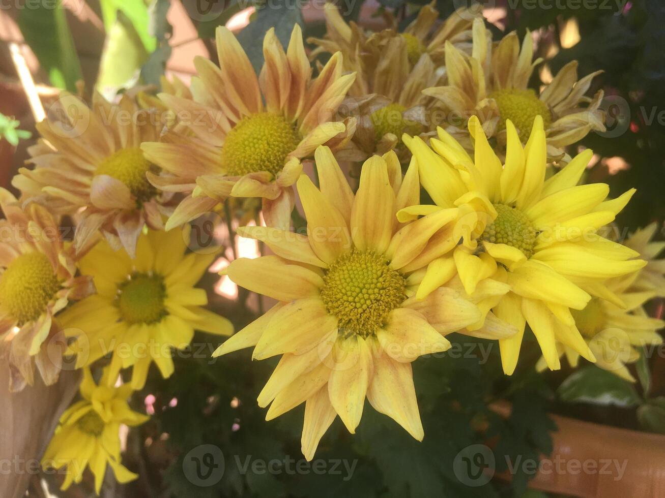 A close up a Plant and Flower. Green leaves speckled, sunlight, nature photo