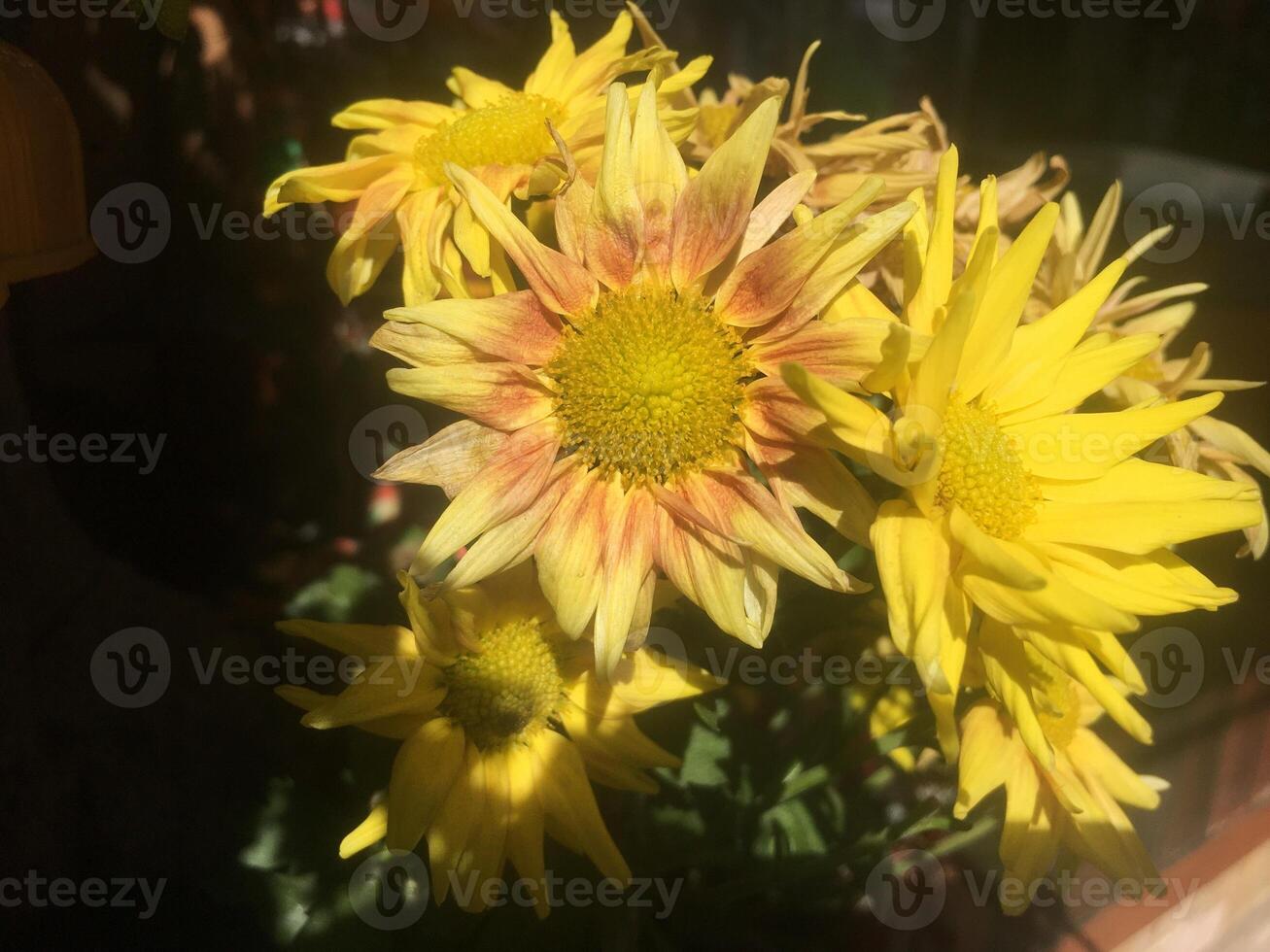 A close up a Plant and Flower. Green leaves speckled, sunlight, nature photo