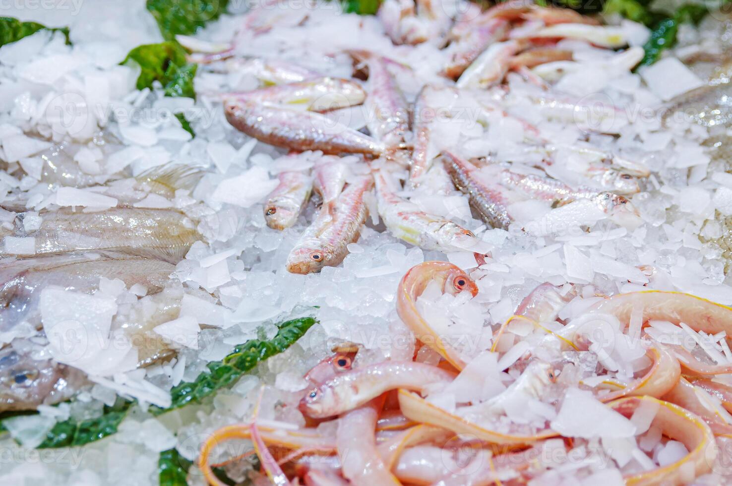 Sea red fish from the beach in the ice on the counter photo