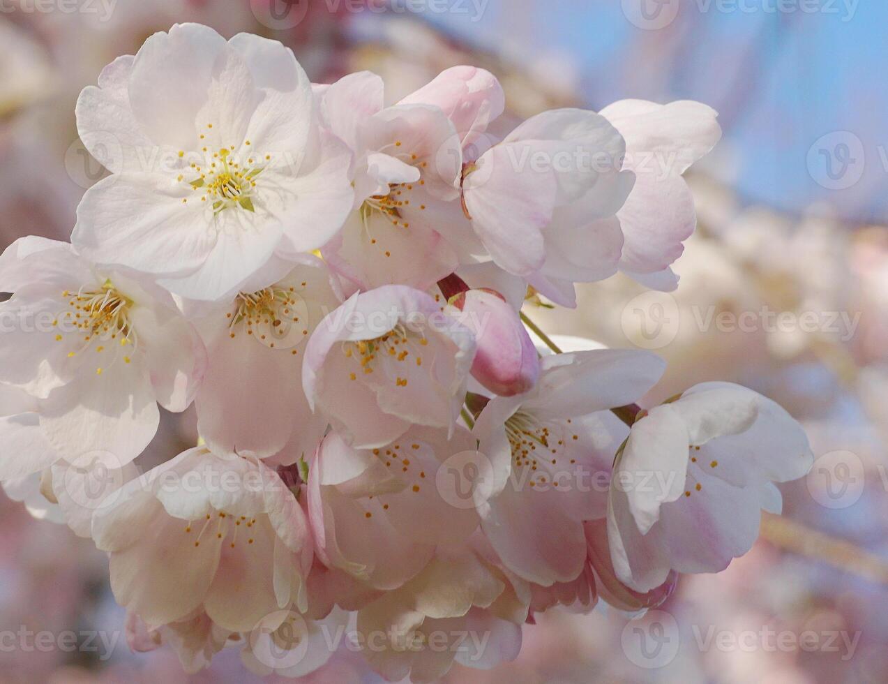 Delicate and beautiful cherry blossom against blue sky background. Sakura blossom. Japanese cherry blossom. photo