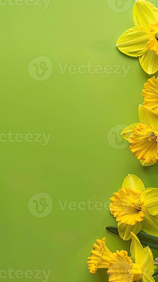 AI generated yellow daffodils, set against an electric lime green background, embodying the essence of springtime bloom and floral beauty. Ample copy space provided for messaging. photo