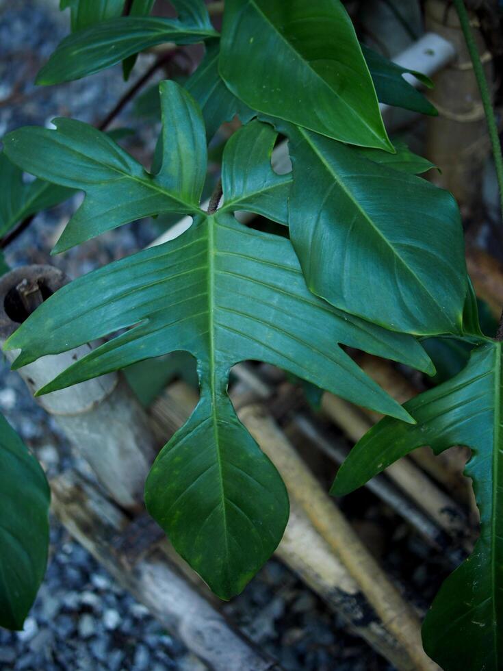 Philodendron Florida Beauty green leafe perfect leafe shap and great nature design photo