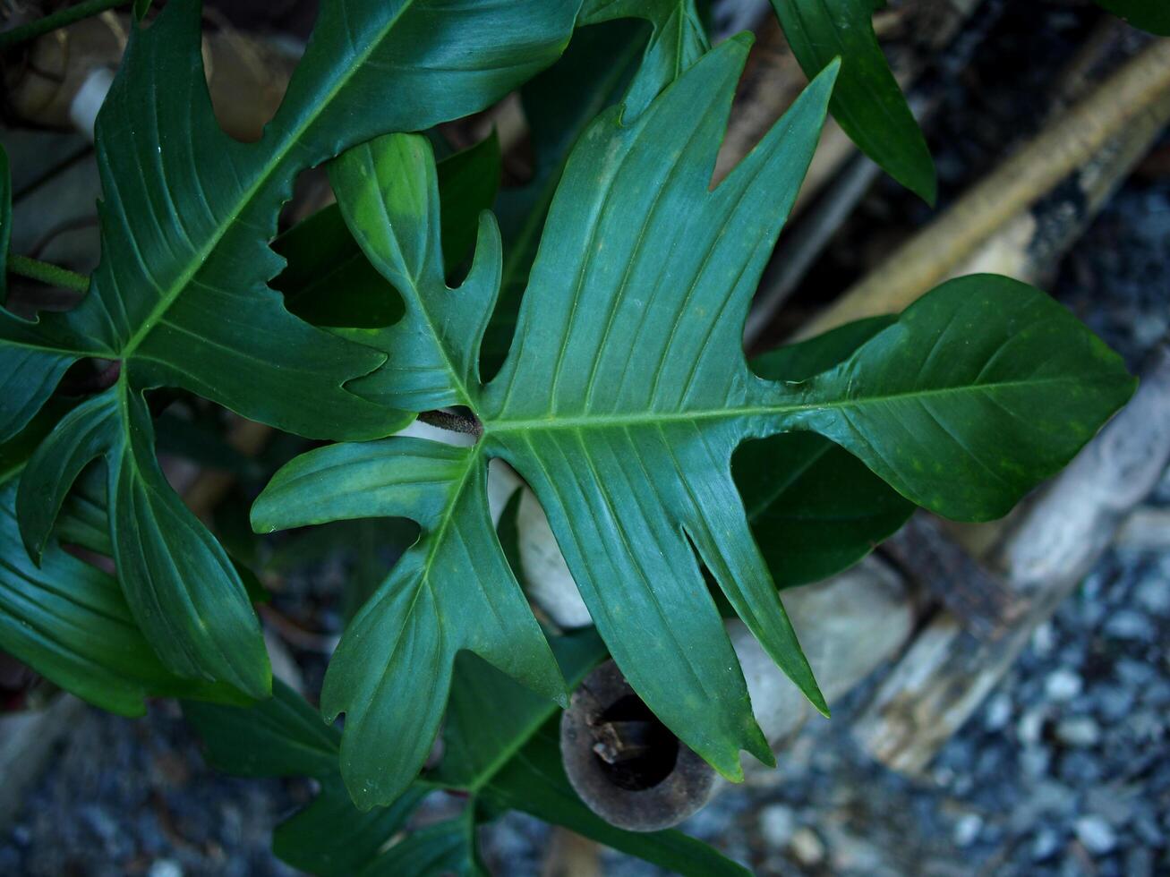 Philodendron Florida Beauty green leafe perfect leafe shap and great nature design photo