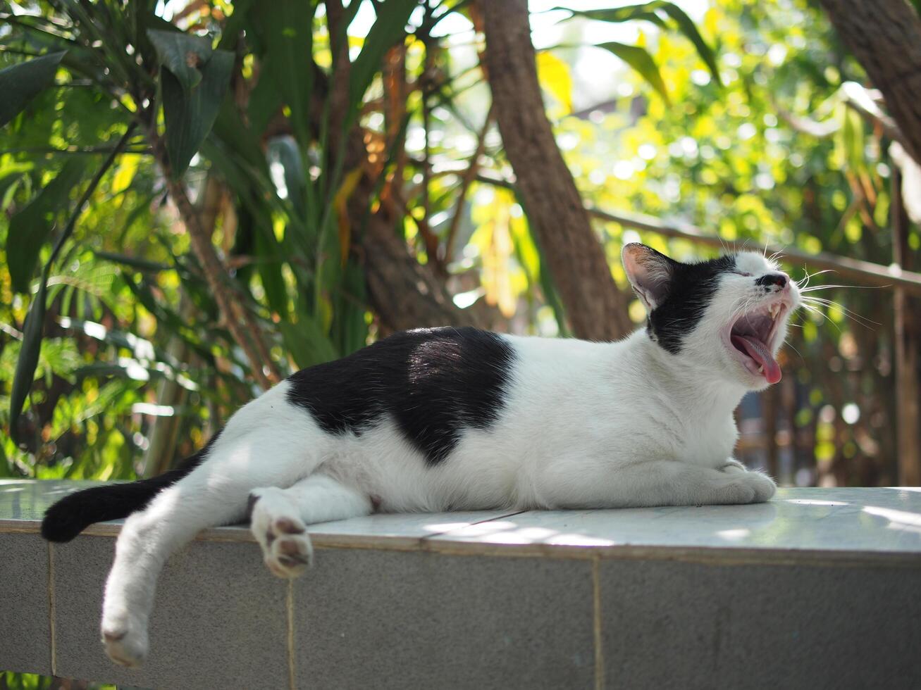 black and white Thai cat shorthair stay relaxing  yawn photo