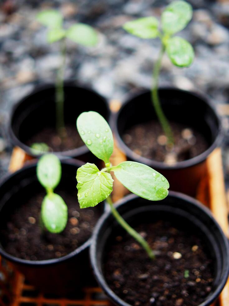 plantación y siembra melón y agua melón en maceta Listo a moverse a plantas foto