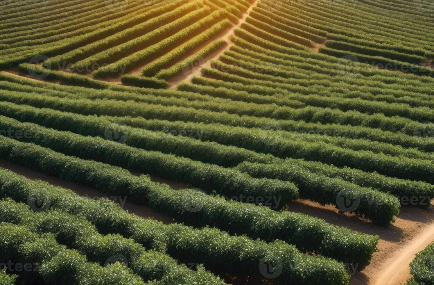 AI generated orange garden, plantations of orange trees to the horizon, top view, sunny day, dawn or sunset light photo