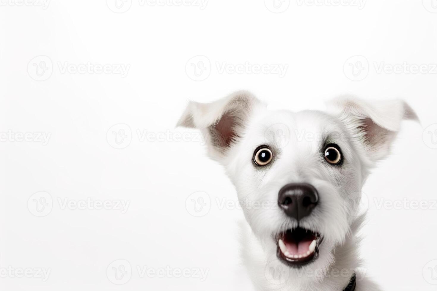 AI generated Cute, surprised dog with large, captivating eyes on white background. Ideal for promotions, great deals or offers. Good price, Black Friday, discount. Copy space for text. Amazed pet. photo