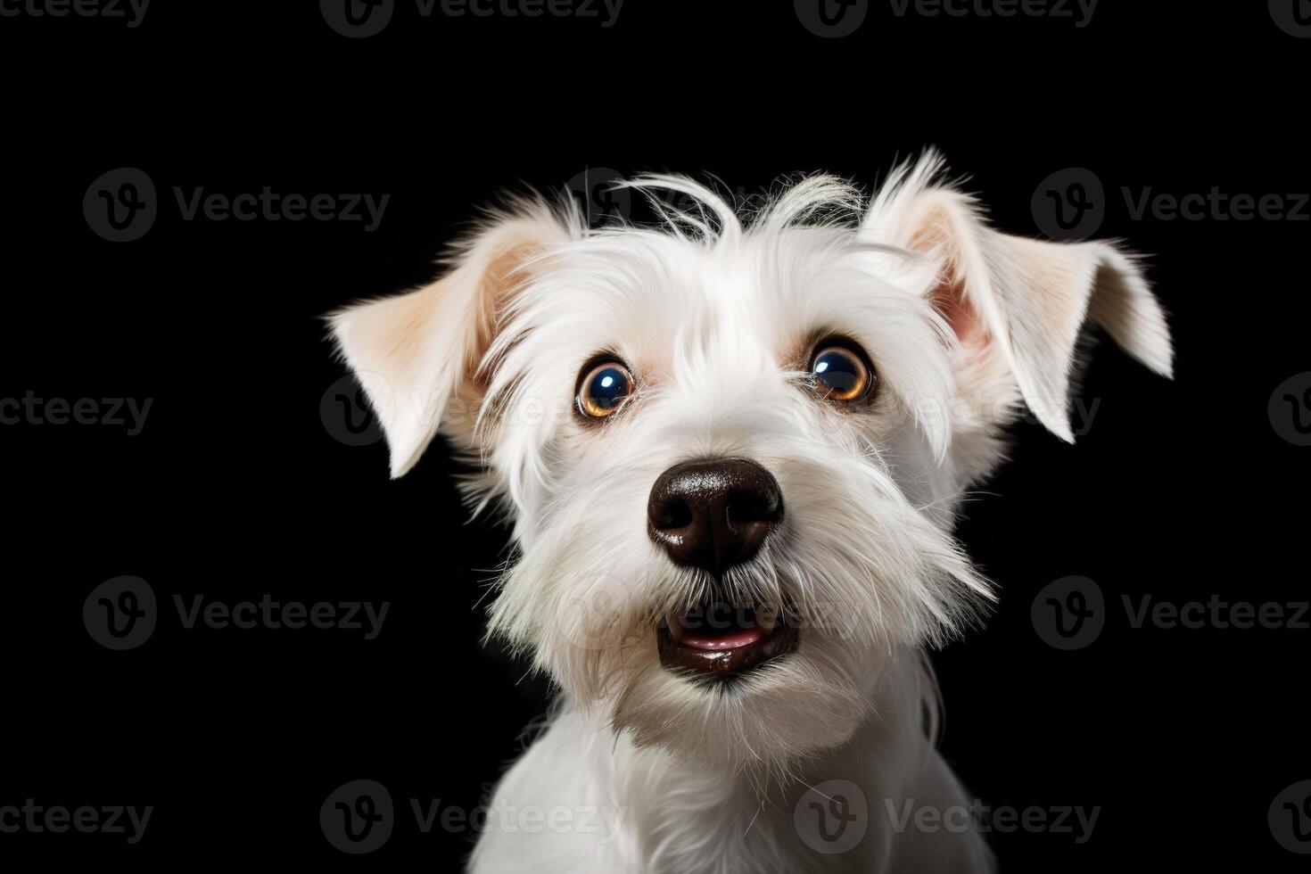 AI generated Cute, surprised dog with large, captivating eyes on black background. Ideal for promotions, great deals or offers. Good price, Black Friday, discount. Amazed pet. Generative AI. photo