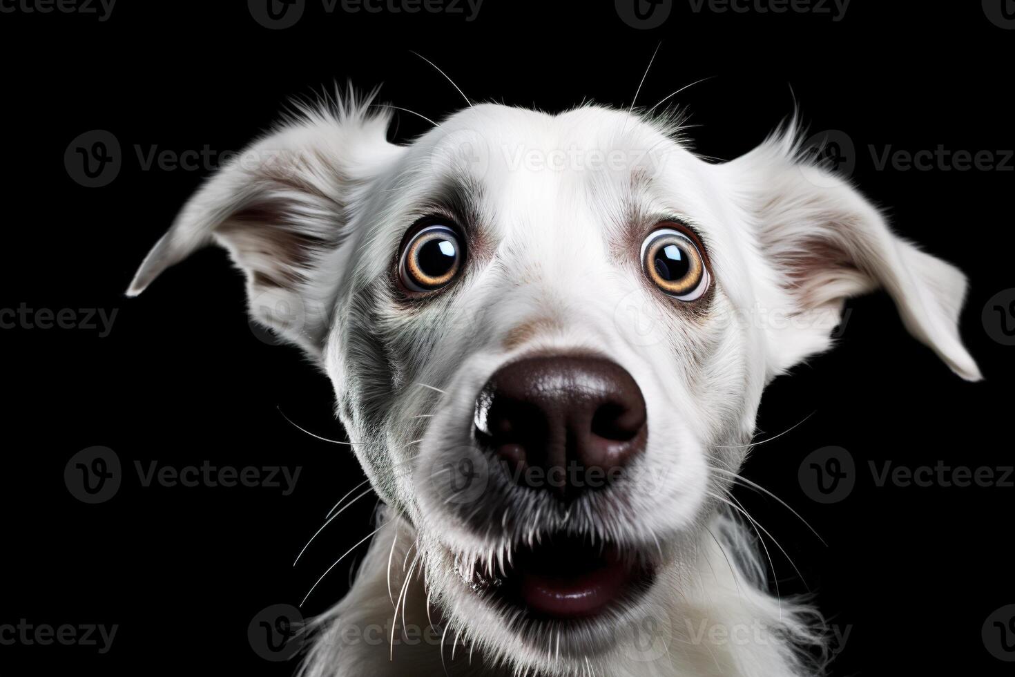 AI generated White dog with expressive eyes on a black background, ideal for pet promotions, animal behavior content, humorous themes, or attention-grabbing ads. Generative AI. photo