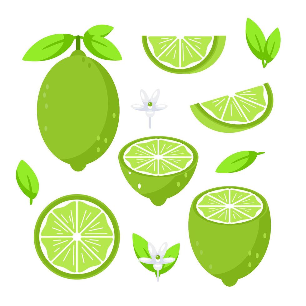 Set featuring whole and sliced lime fruits with leaves and flowers vector
