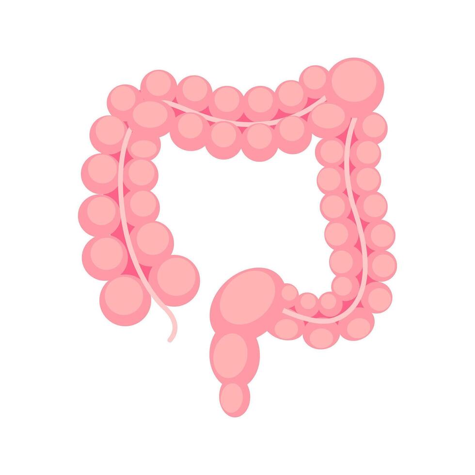 estilizado rosado ilustración de el humano grande intestino en un blanco antecedentes. vector