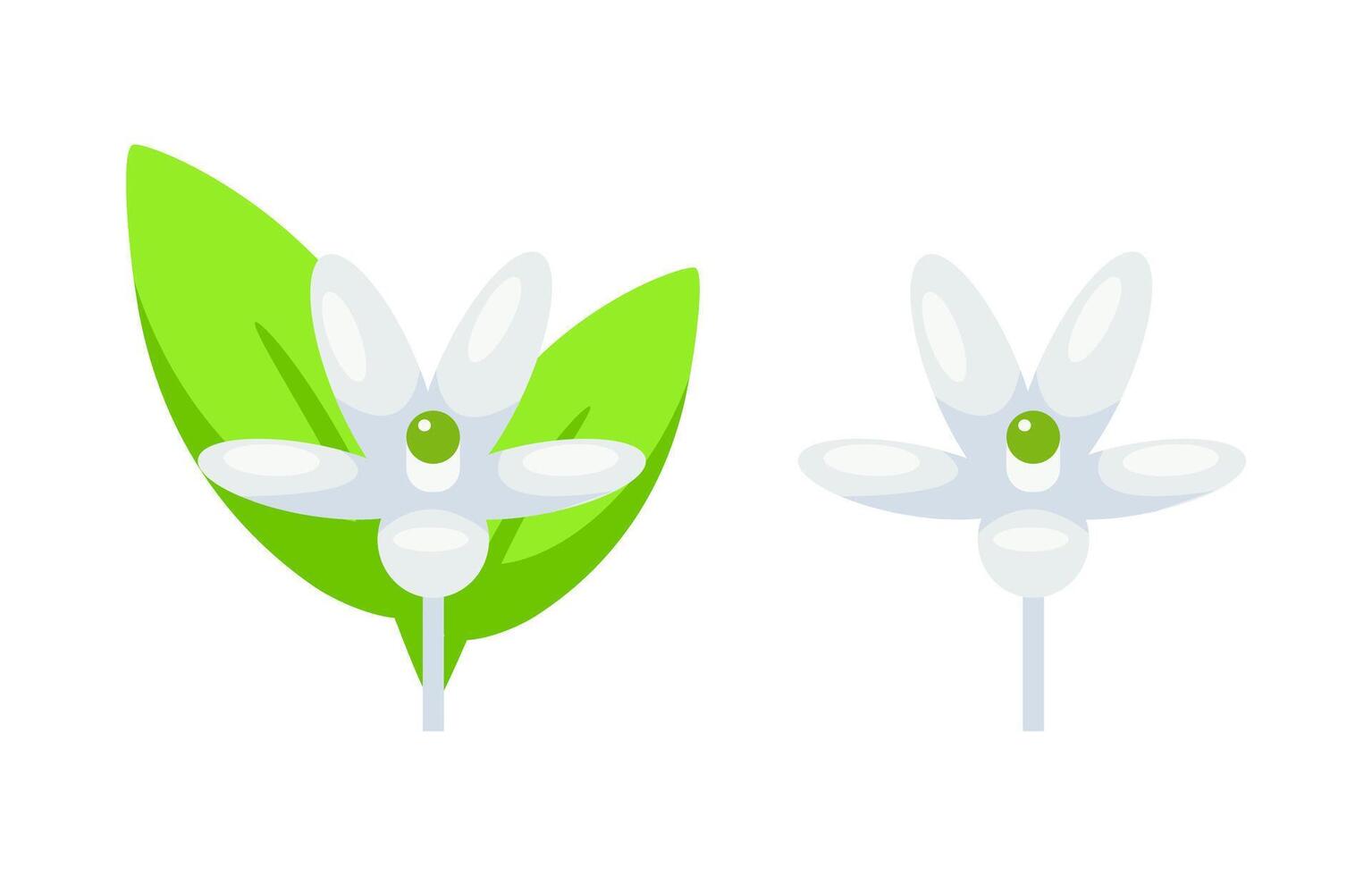 Citrus flower in full bloom next to a budding flower, depicted with a simplistic style on a white background vector