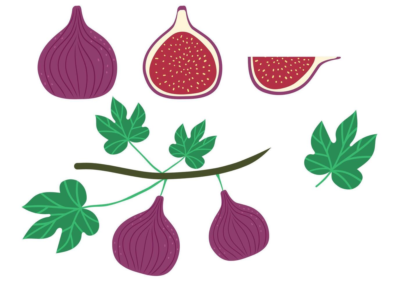 Doodle hand drawn fig set. Hole and part fruits isolated on white vector