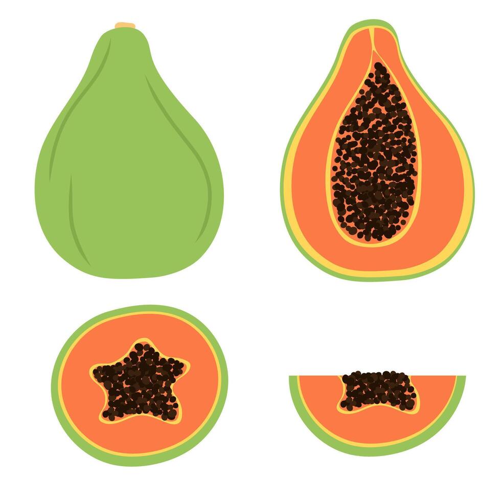 Hand painted exotic papaya fruit whole, half and slice isolated on white flat illustration vector