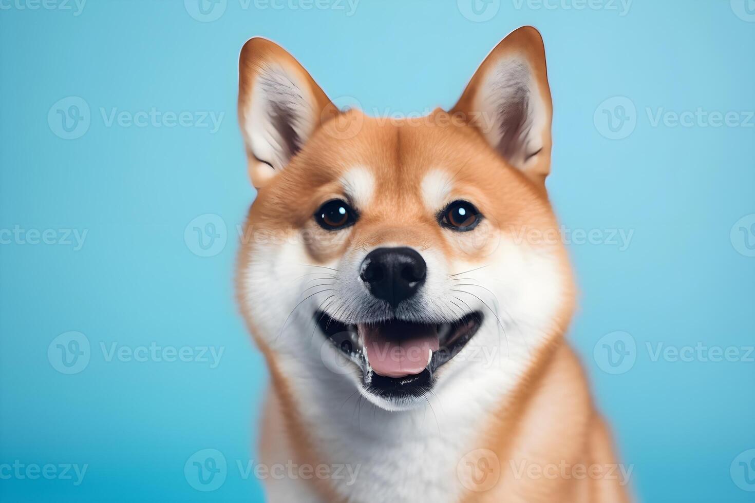 AI generated Portrait of a happy shiba inu dog on blue background. photo