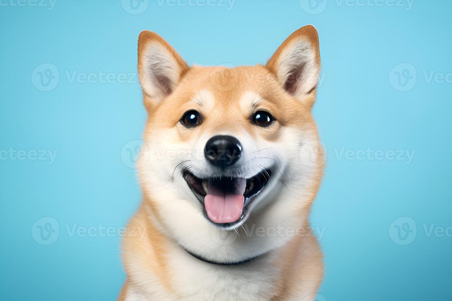 AI generated Portrait of shiba inu dog on blue background. photo