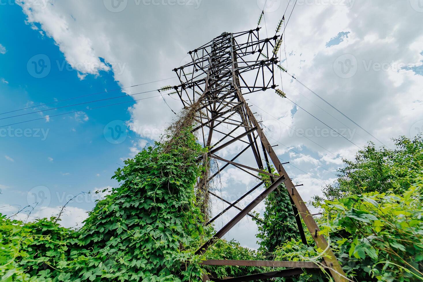 bottom view on the power line in the countryside against a blue sky and green ivy. Close-up photo
