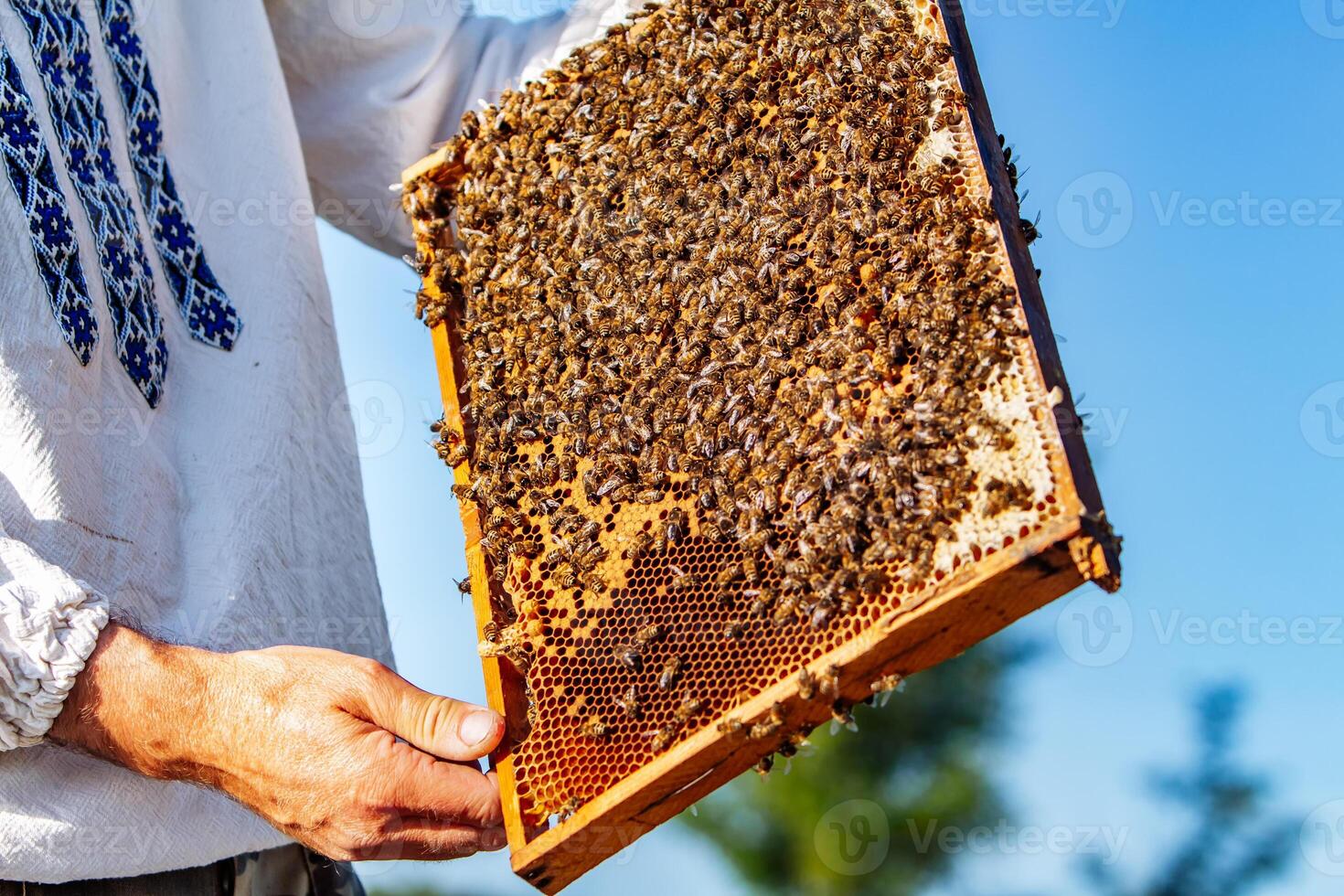 Collecting honey from honeycombs. Apiculture. Frames of a beehive. photo