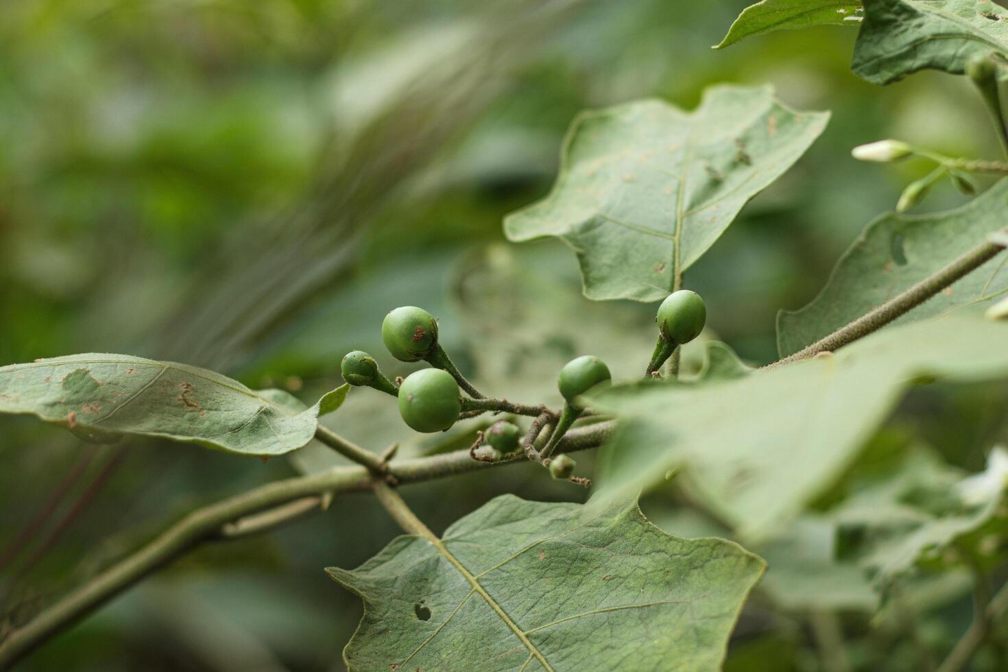 Takokak, tekokak, rimbang or eggplant Solanum torvum is a plant from the eggplant family Solanaceae whose fruit and seeds are used as vegetables and eaten raw. isolated on blur background photo