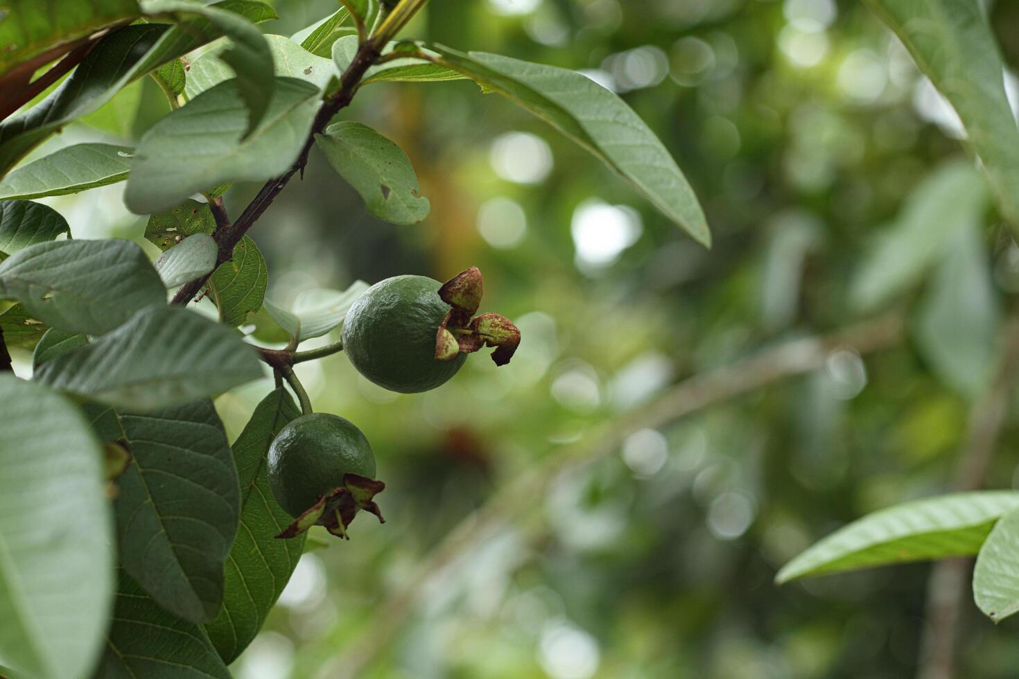 Young guava fruit still on the tree isolated on blur background photo