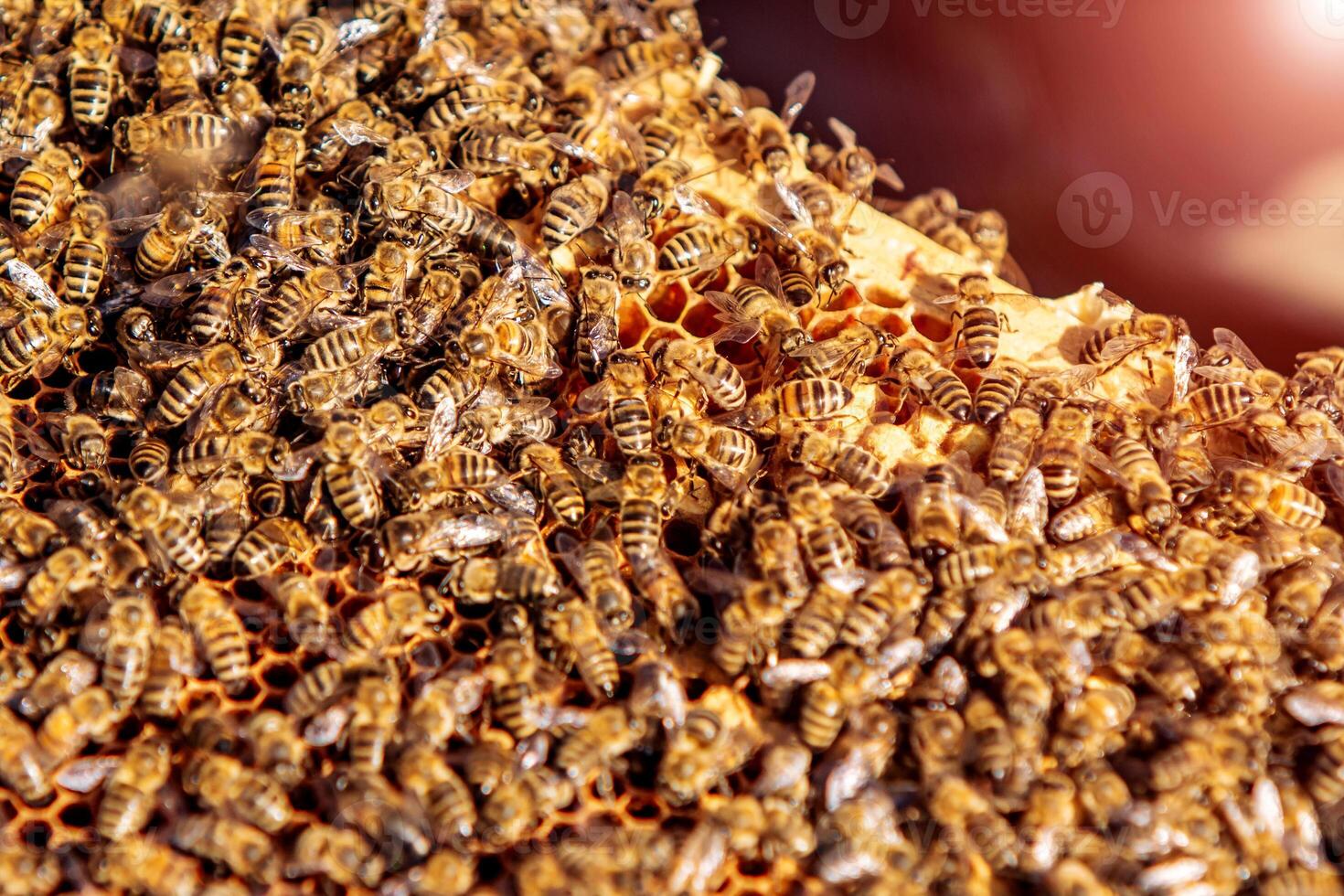 Working bees on honeycomb. Beekeeping. Honey. Bees turn nectar into honey photo