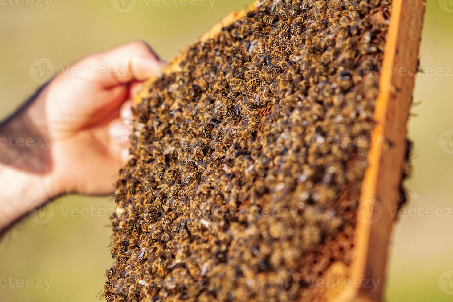 hands of man shows a wooden frame with honeycombs on the background of green grass in the garden photo