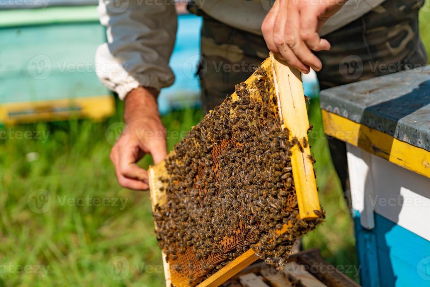 a man hold a frame with honey and bees over the hive. Close-up photo