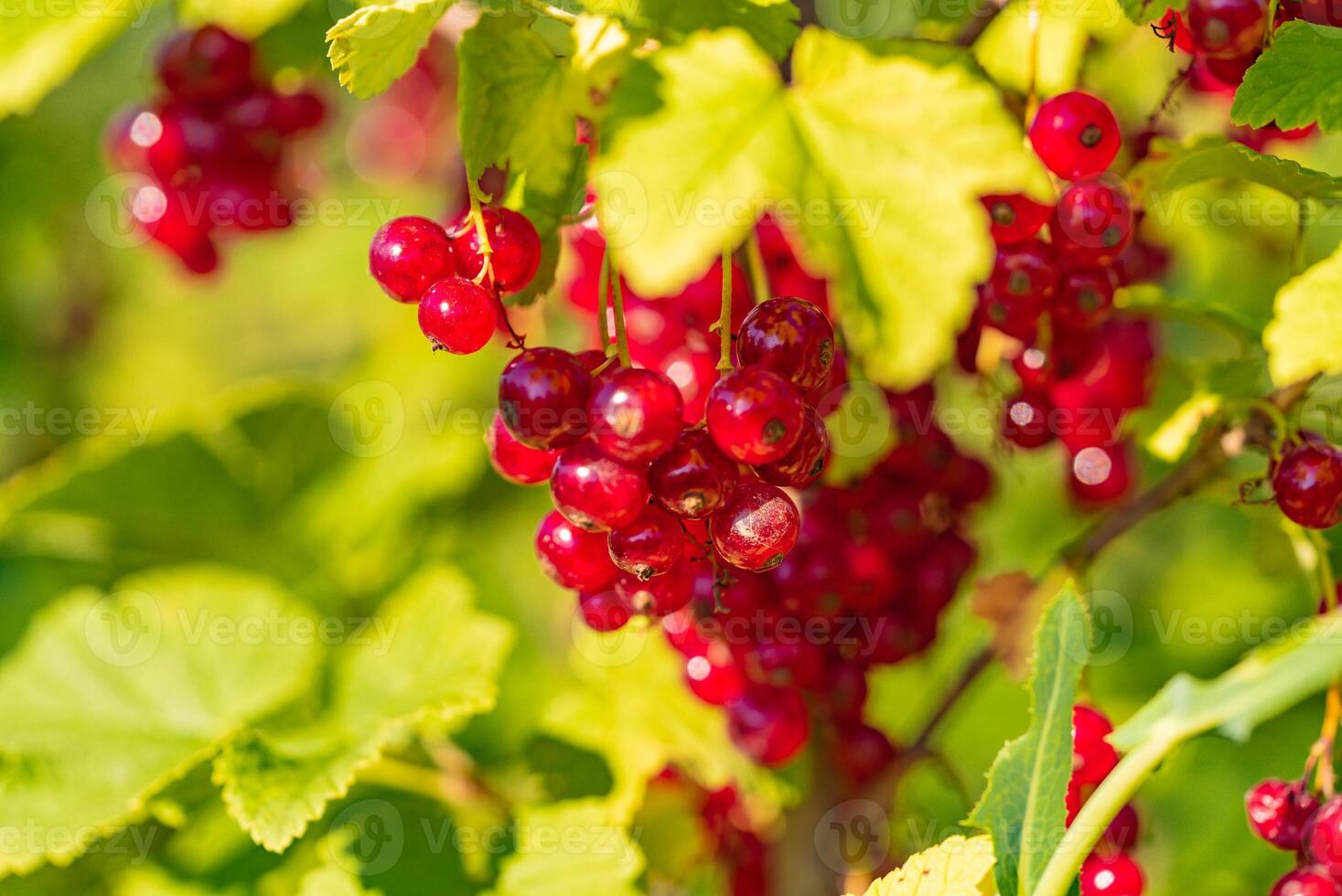 ripe red currant hangs on the branch of bush in the garden in the summer photo