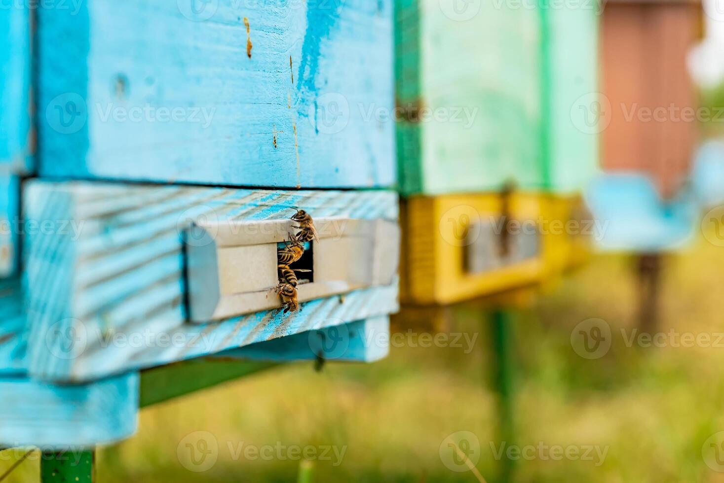 Hives in an apiary with bees flying to the landing boards in a green garden photo