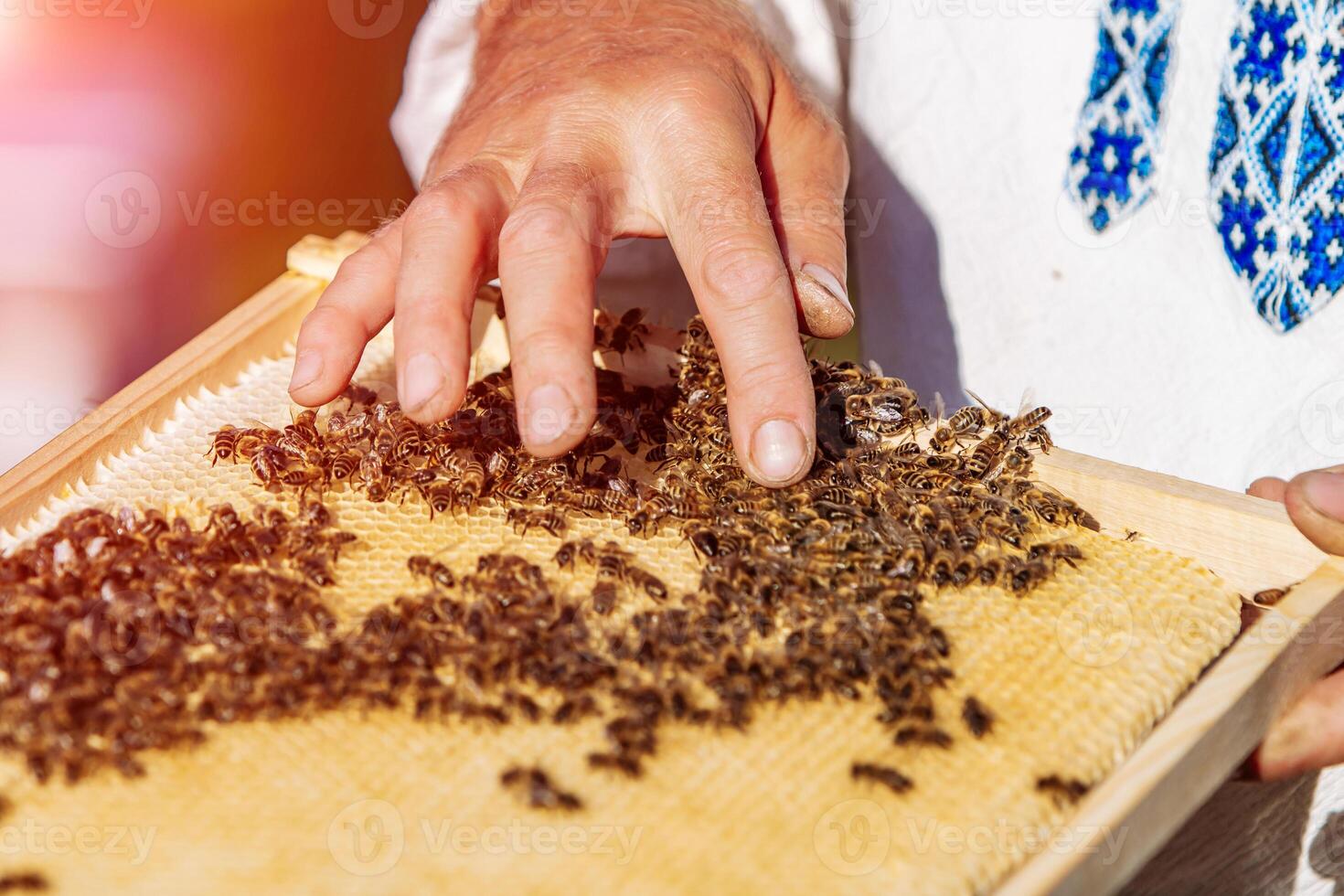 Beekeeper in an apiary holding a frame of honeycomb covered with swarming bees photo