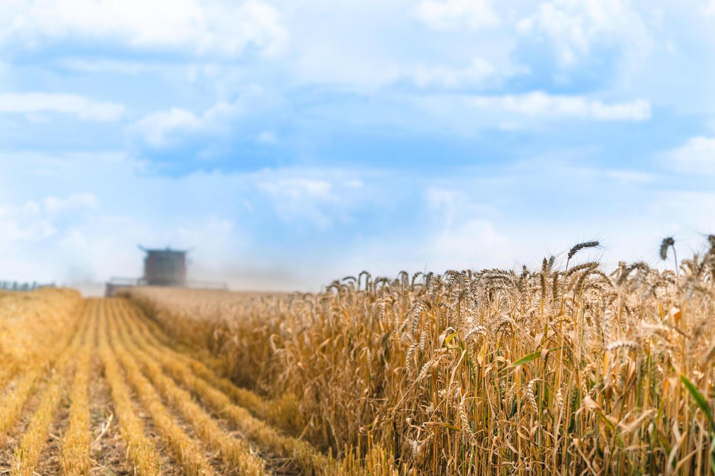 combinar segador a trabajo cosecha un campo de trigo. agrícola maquinaria tema. foto