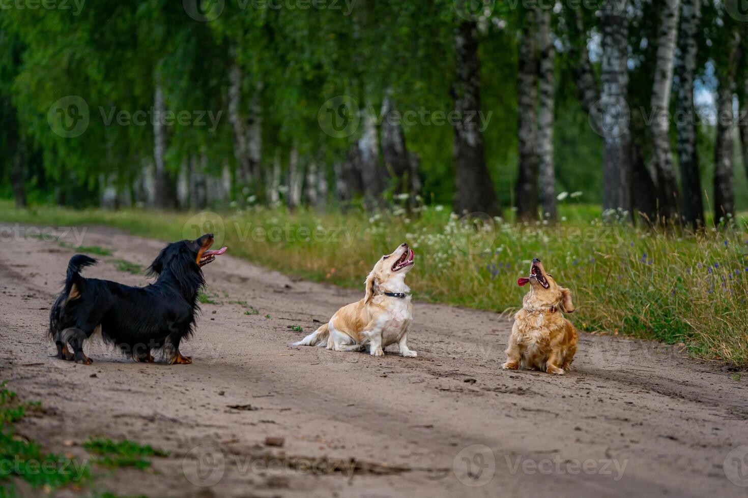grupo de contento perros correr. alegre Doméstico mascotas jugando en prado. antecedentes con verde arboles césped y flores foto