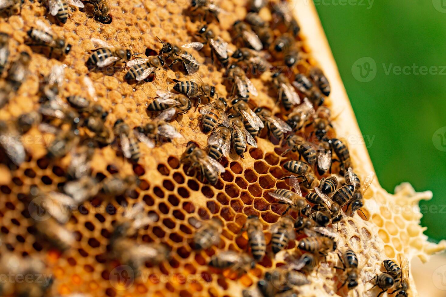 Bees on honeycomb. Working bees on honey cells. Apiary concept photo