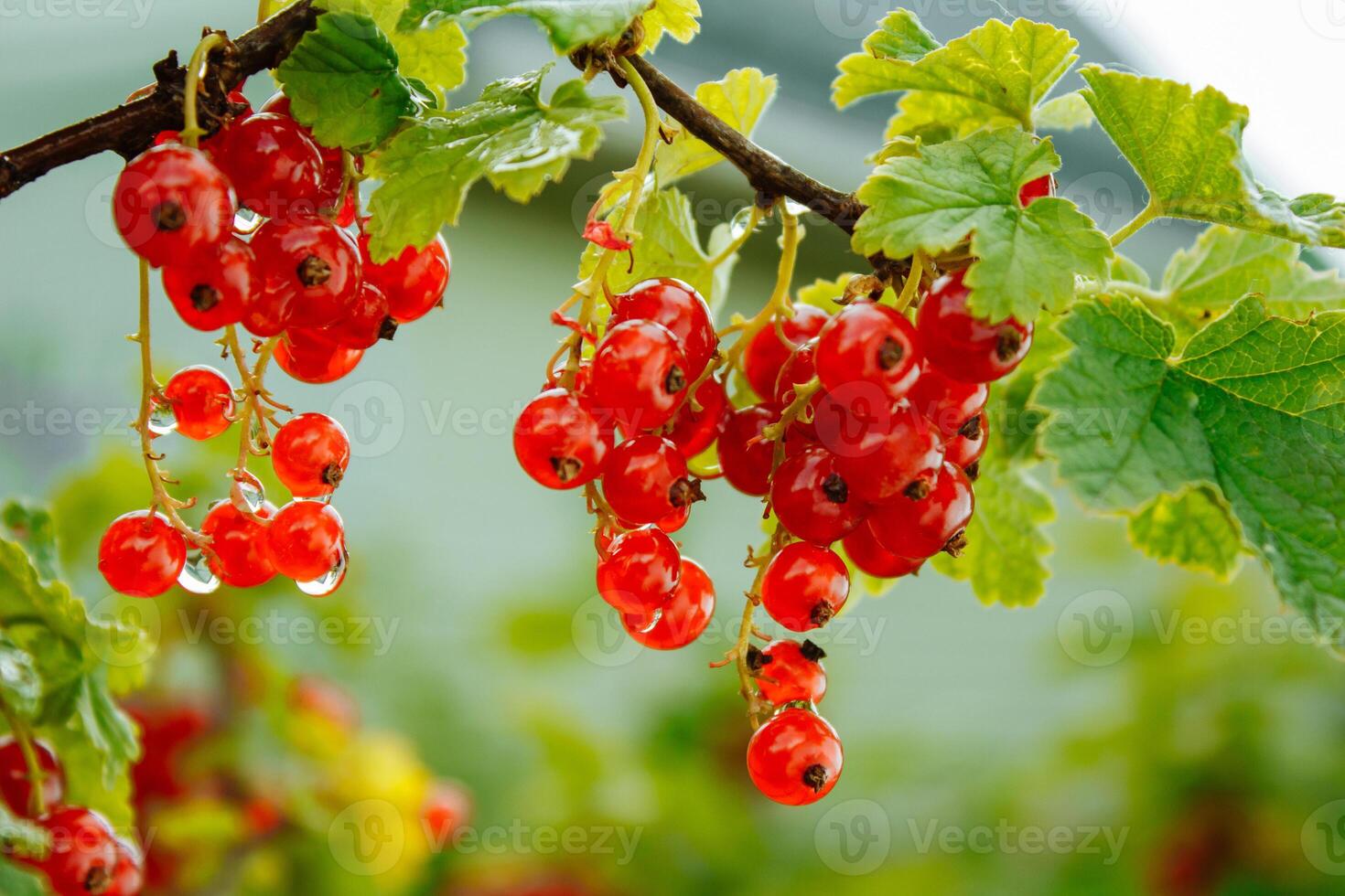 Large ripe red currant. Tasty currant in the garden photo