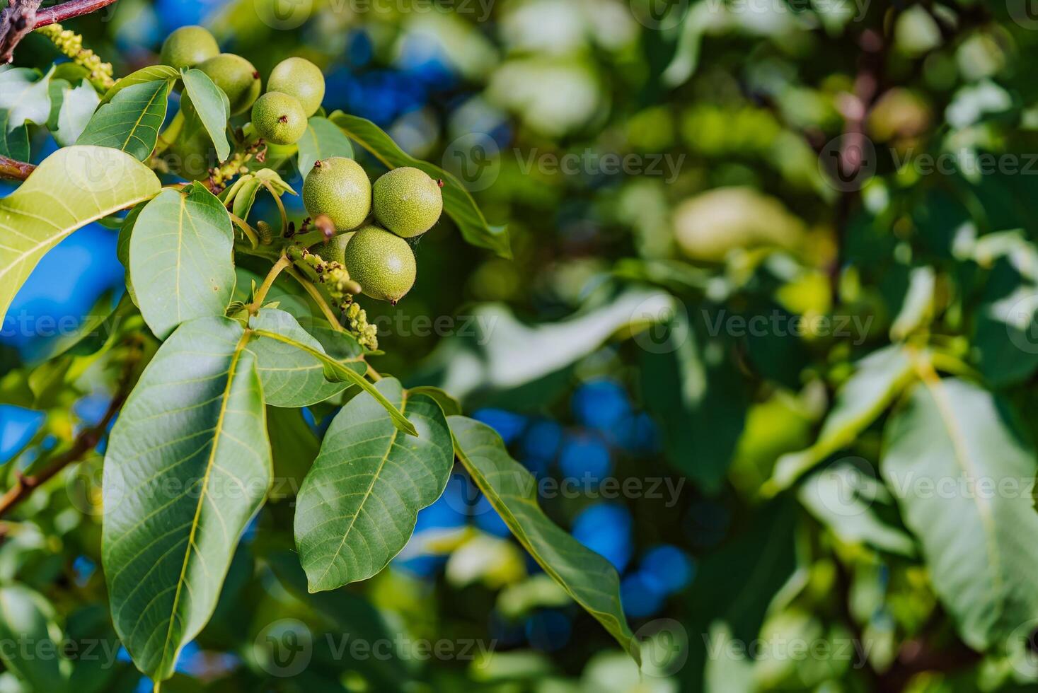 Fresh walnuts hanging on a tree in the blue background. Green walnut brunch with fruits. photo