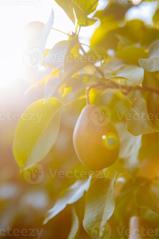 Close up of organic green pears on tree photo