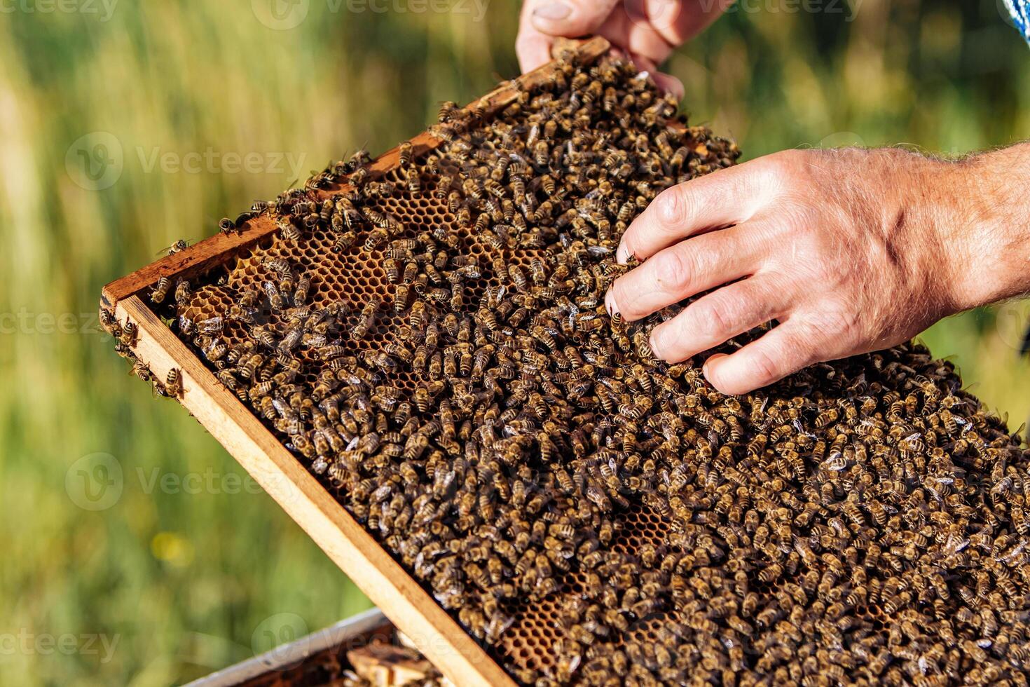 hands of man shows a wooden frame with honeycombs on the background of green grass in the garden photo