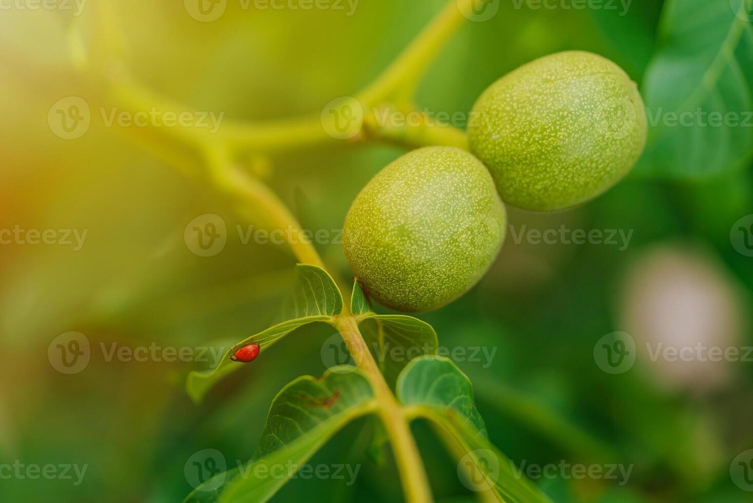two green walnuts ripen on the branch in the autumn on the background of leaves. Ladybug crawls on a leaf of walnut. Close-up photo