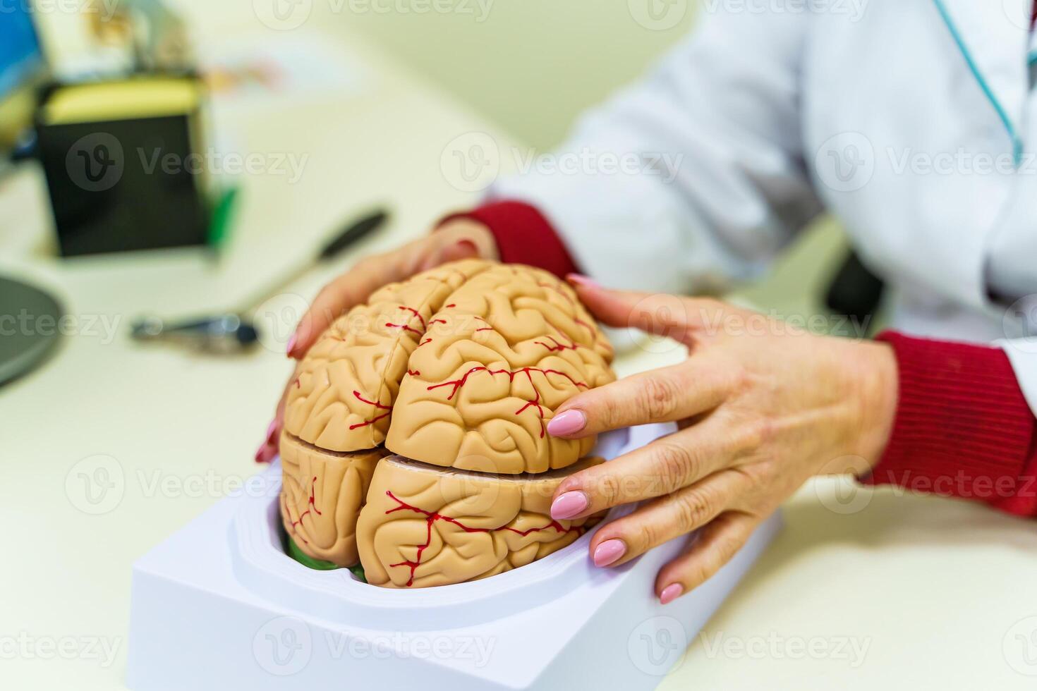 cerebro funciones modelo para educación. médico sostiene un modelo de el humano cerebro en manos. foto