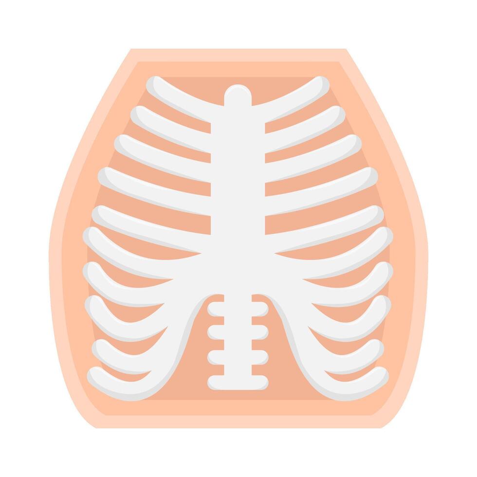 rib bone illustration vector