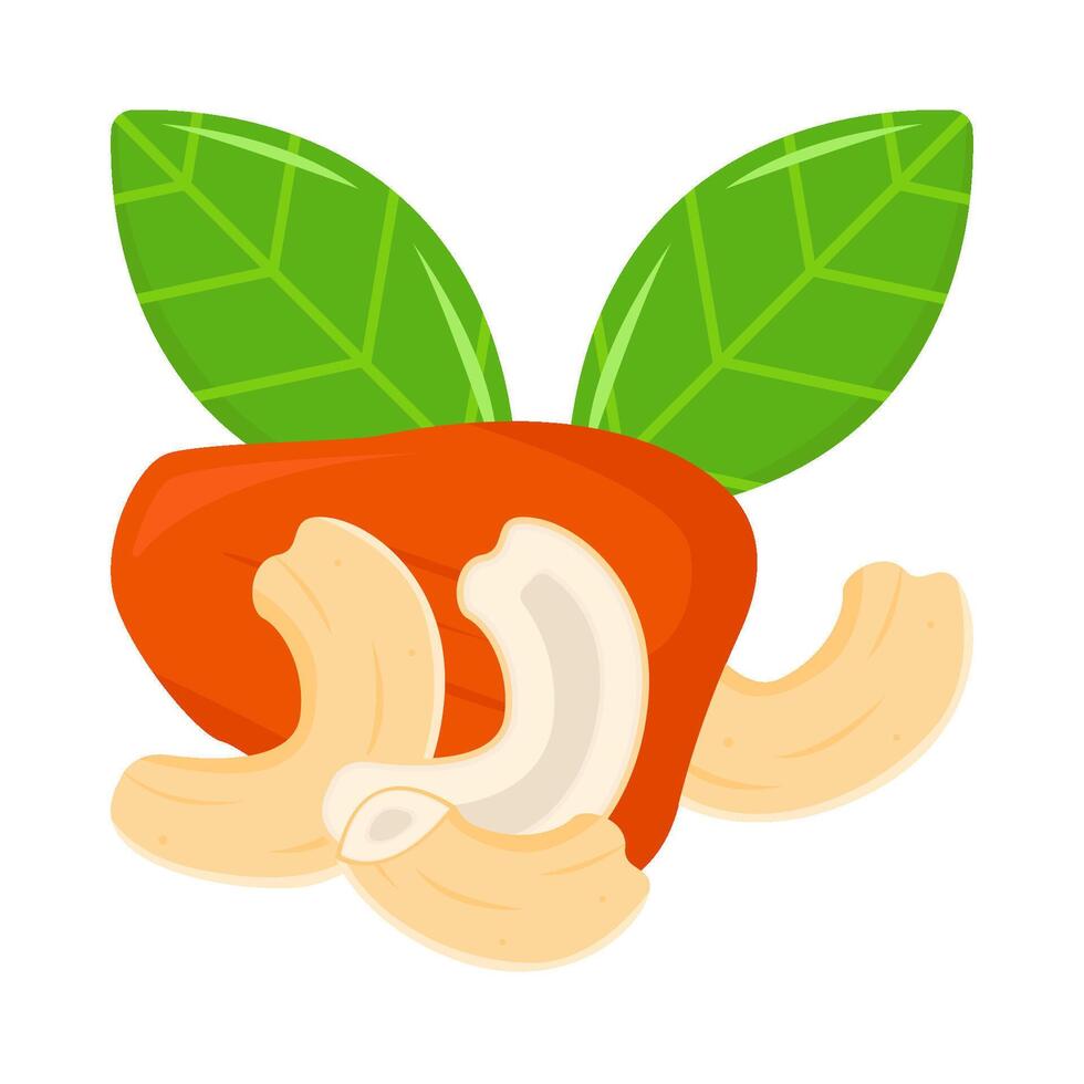 chasew fruit with cashew nut illustration vector