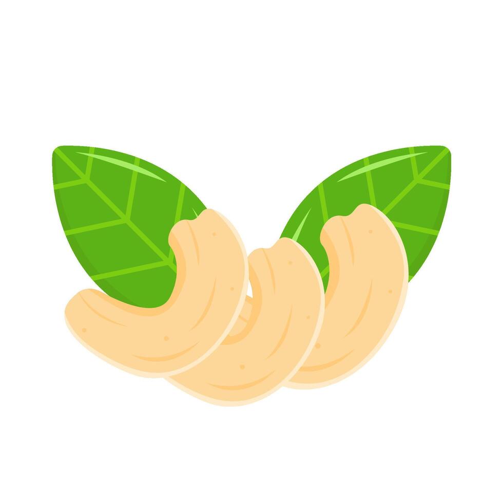 cashew nuts with leaf illustration vector