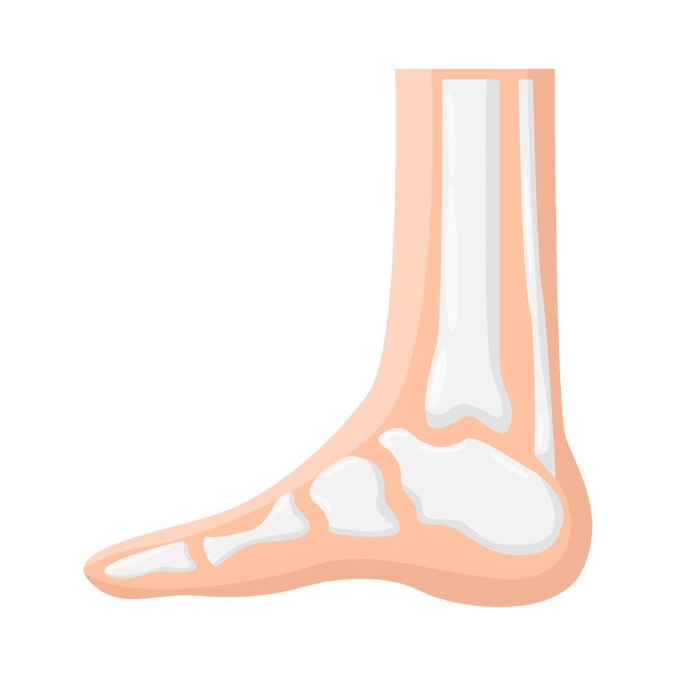 bone foot illustration vector