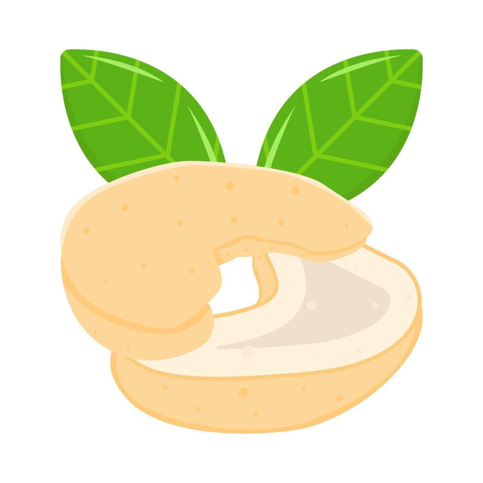 cashew nuts with leaf illustration vector